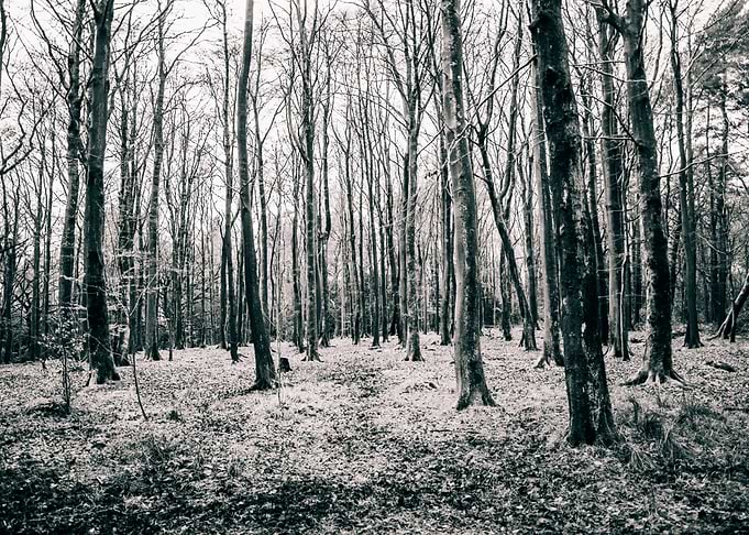 Woodland Landscape