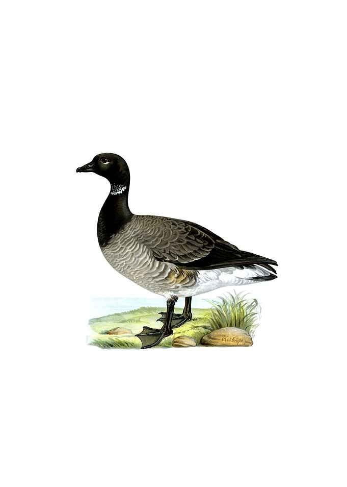 Vintage Brant Goose Bird