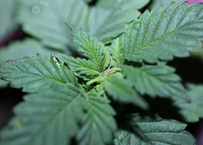 Cannabis plants flowering