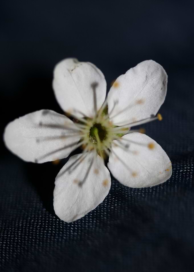 Prunus flower Rosaceae