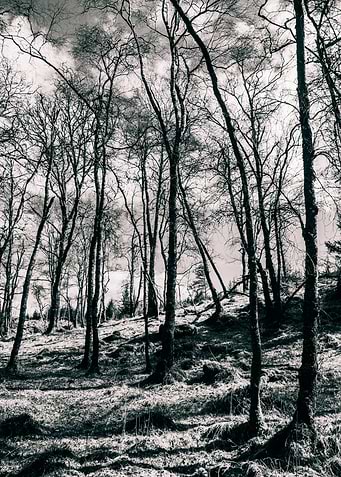 Monochrome Woodlands