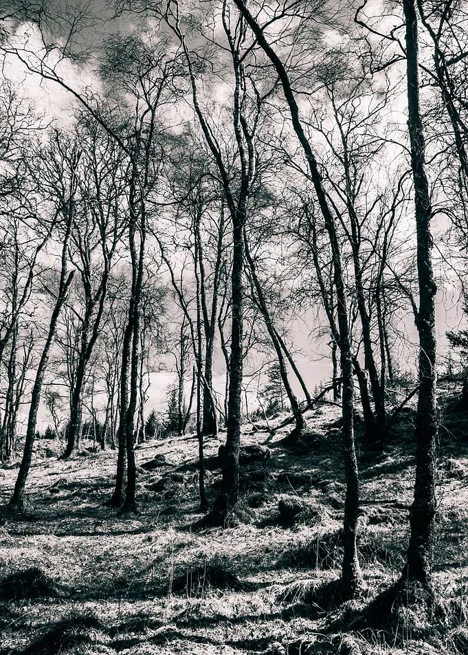 Monochrome Woodlands