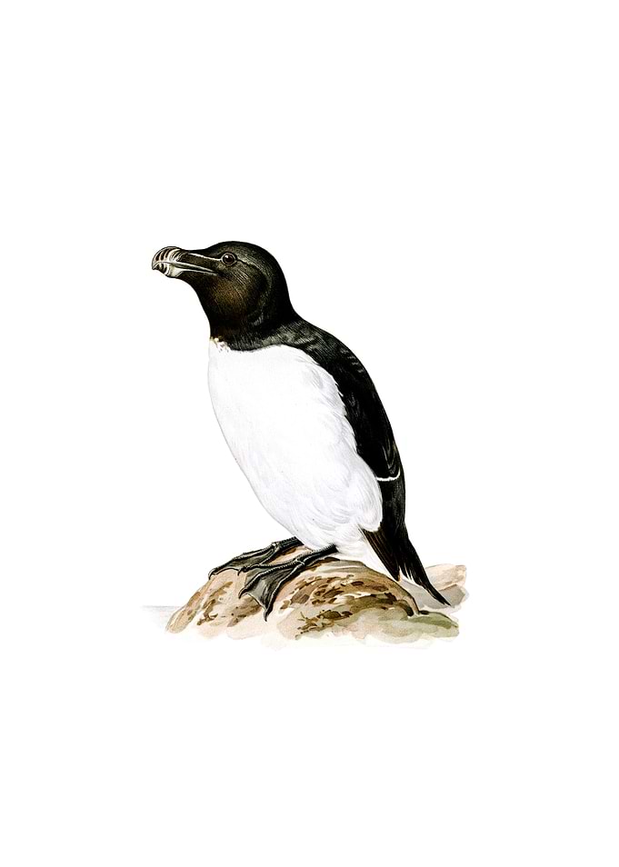 Vintage Razorbill Bird