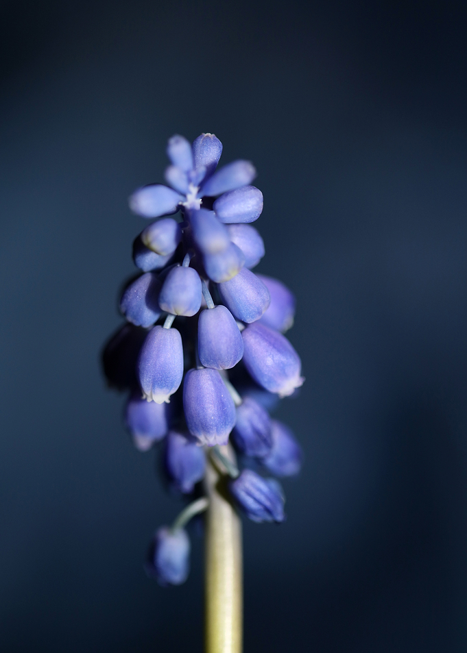 Muscari neglectum flower