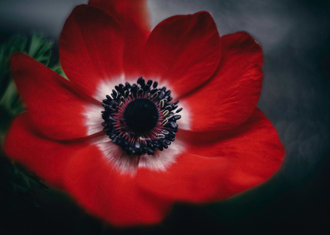 Dark Red 3