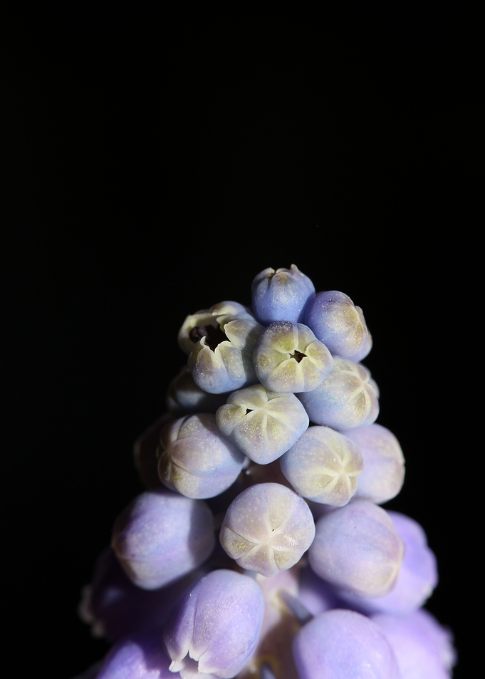 Muscari neglectum flower