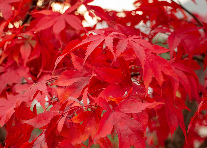 red tree