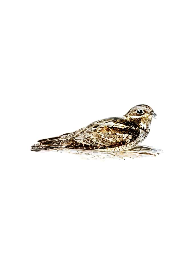 European Nightjar Bird