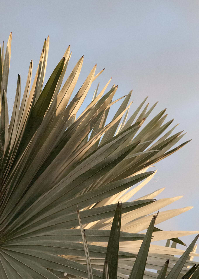 Bismarck Palm Leaf 1