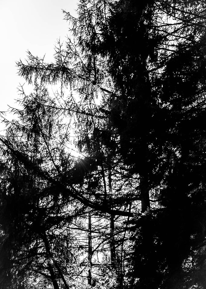 Dense Woodland