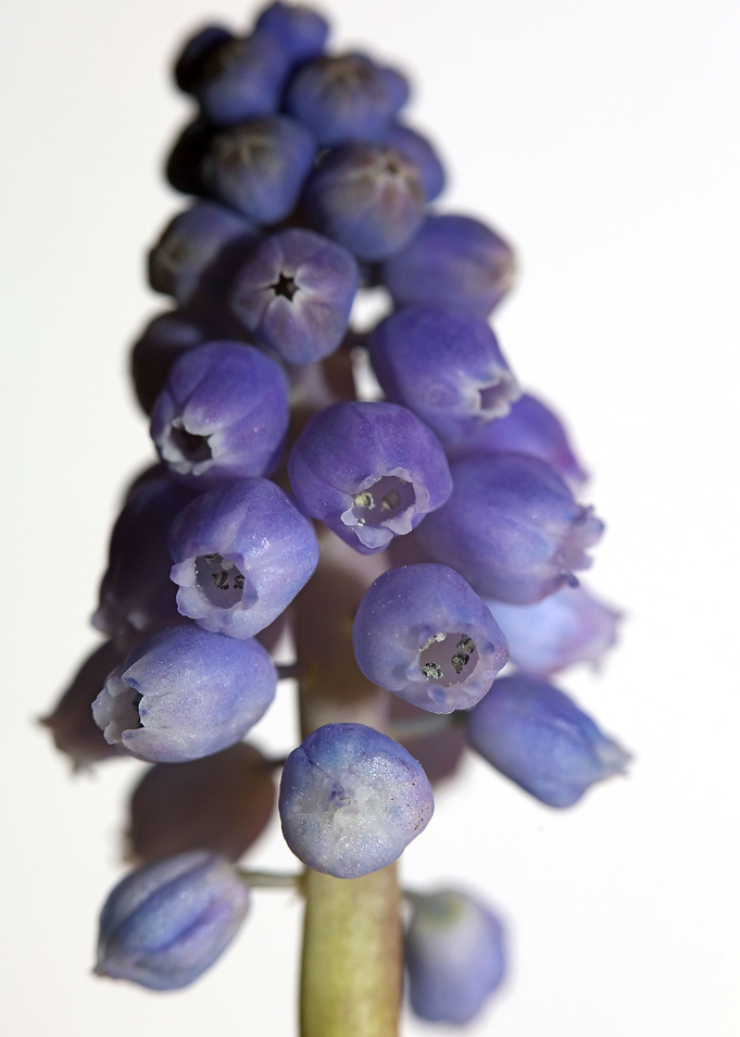 Muscari neglectum flower