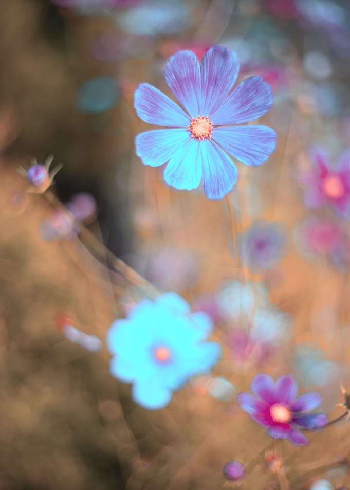 Blue macro flowers, garden
