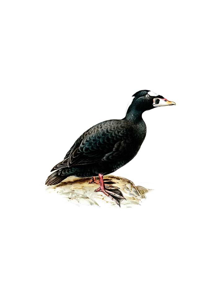 Surf Scoter Male Bird