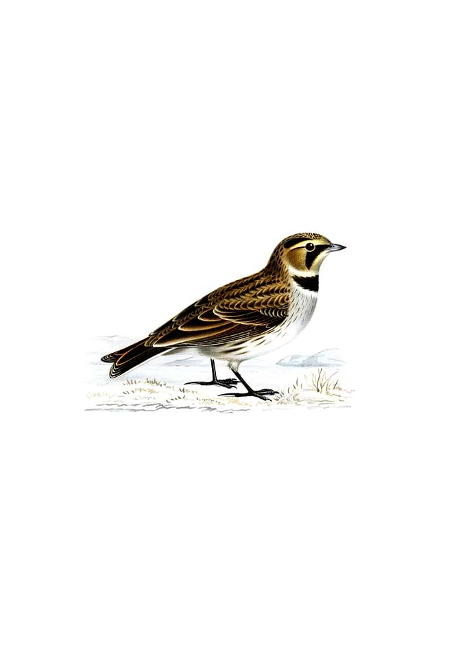 Vintage Horned Lark Bird