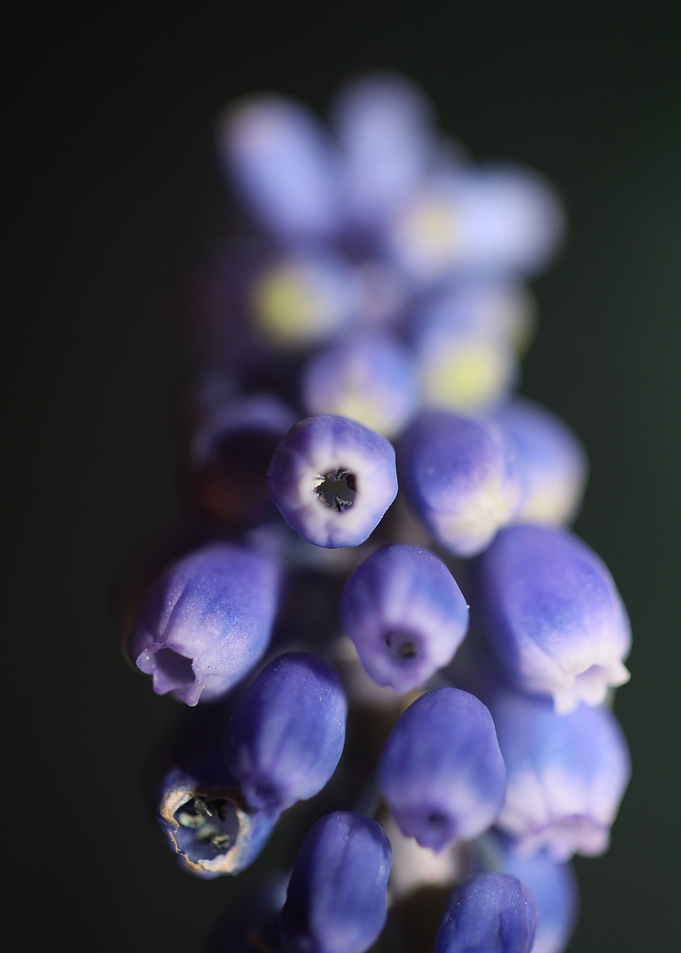 Muscari neglectum flower