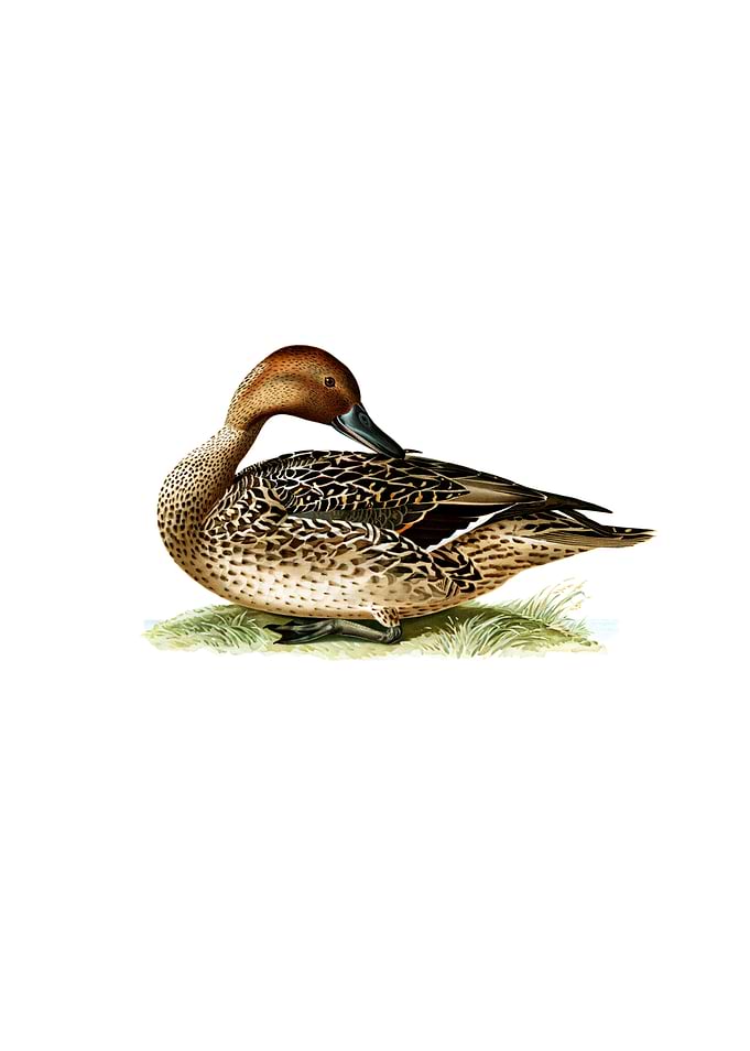Northern Pintail Bird