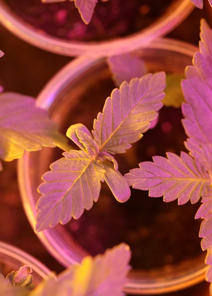 Cannabis plants flowering