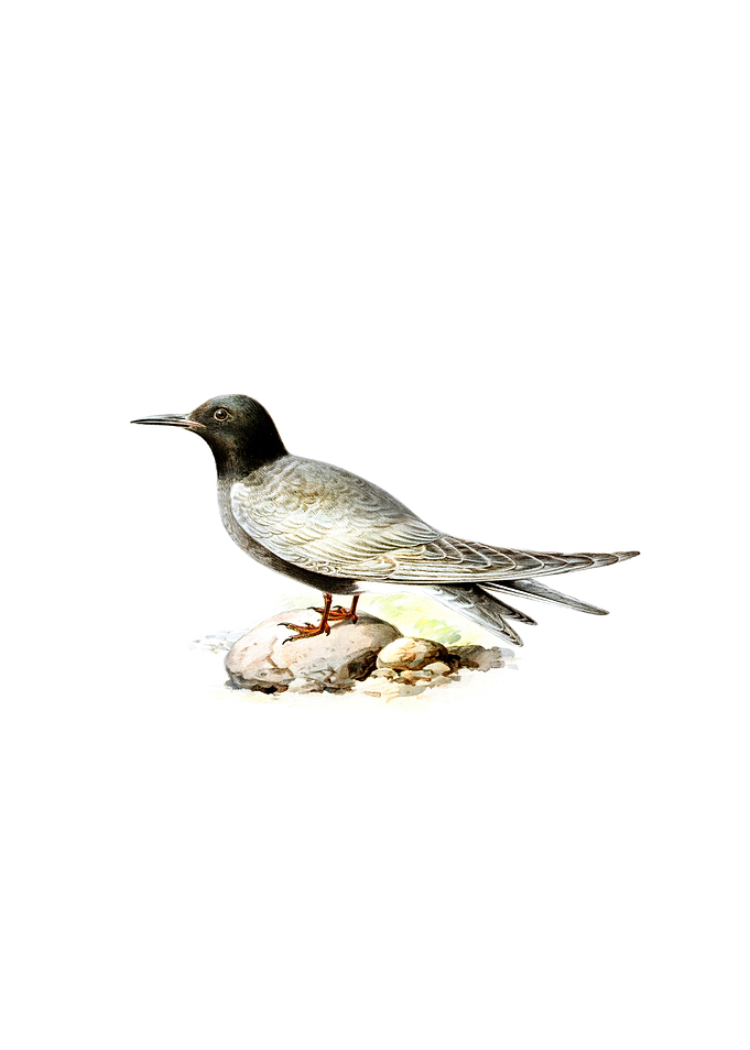 Vintage Black Tern Bird