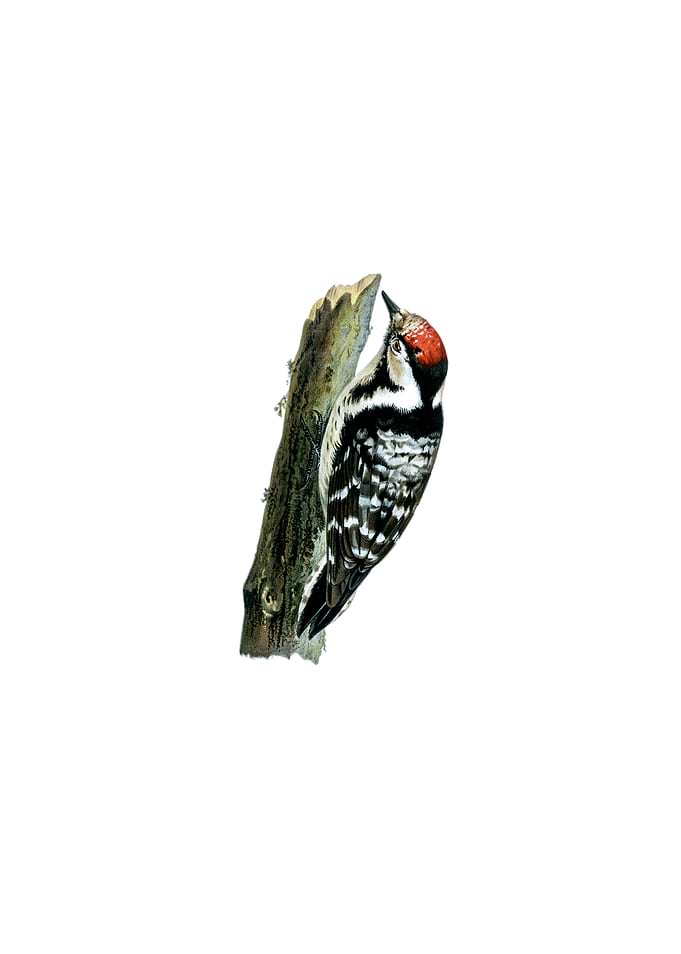 Lesser Spotted Woodpecker