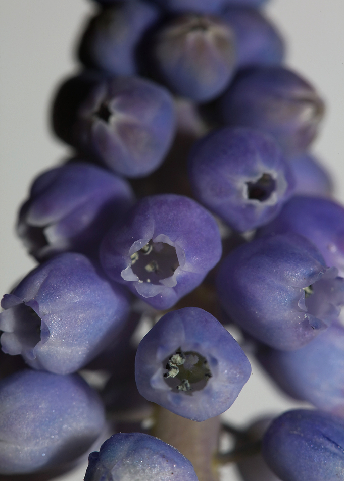 Muscari neglectum flower
