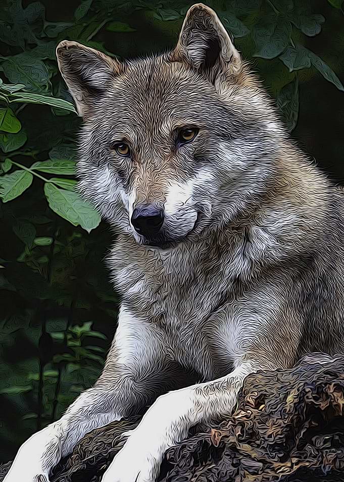 wolf relaxed