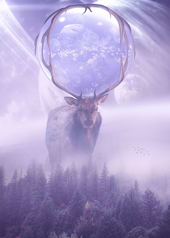 DEER OCEAN