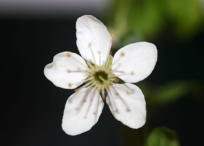 Prunus flower Rosaceae
