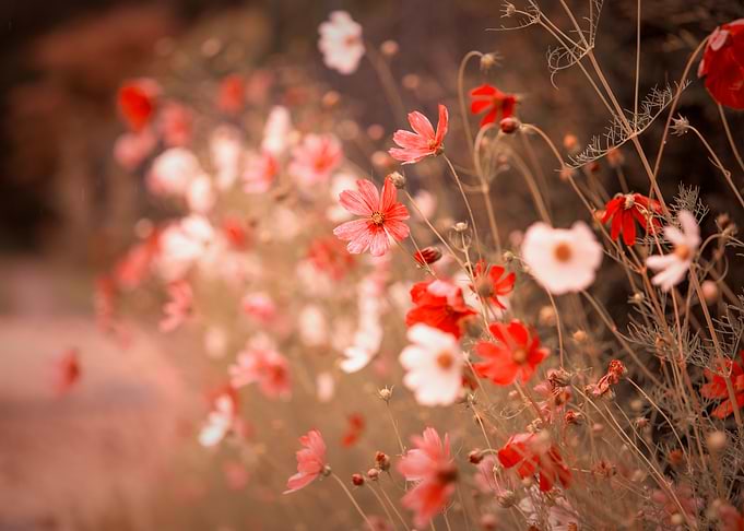 Red flowers,summer garden