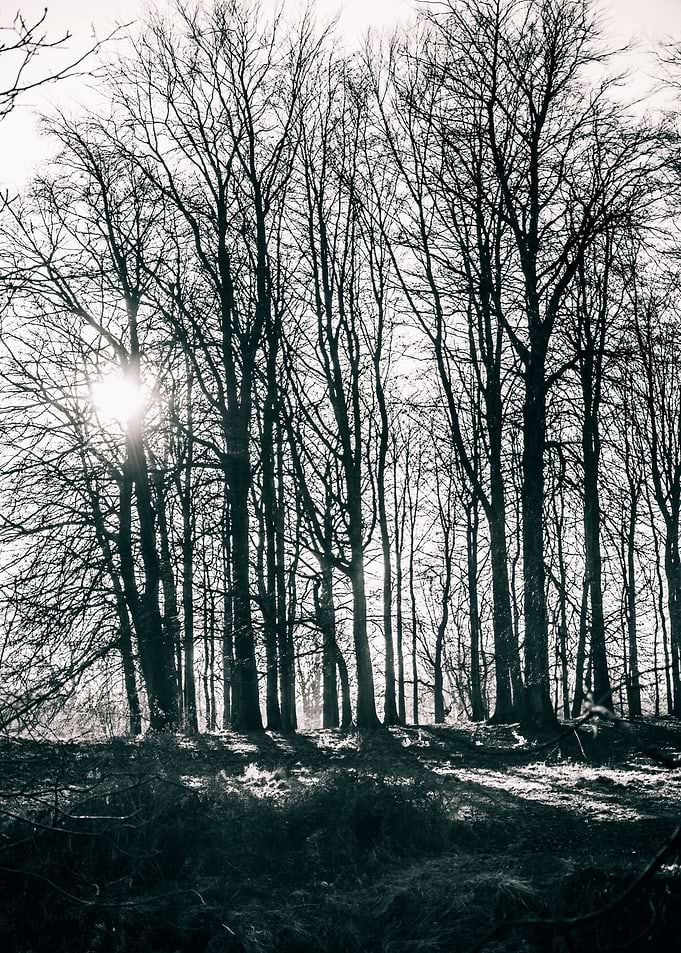 Woodland Shadows