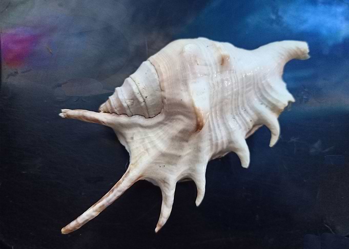 Levitating Shell