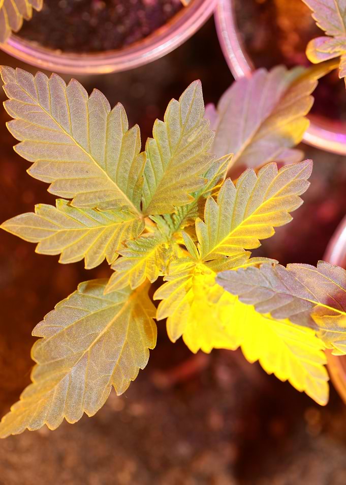 Marihuana leaves close up