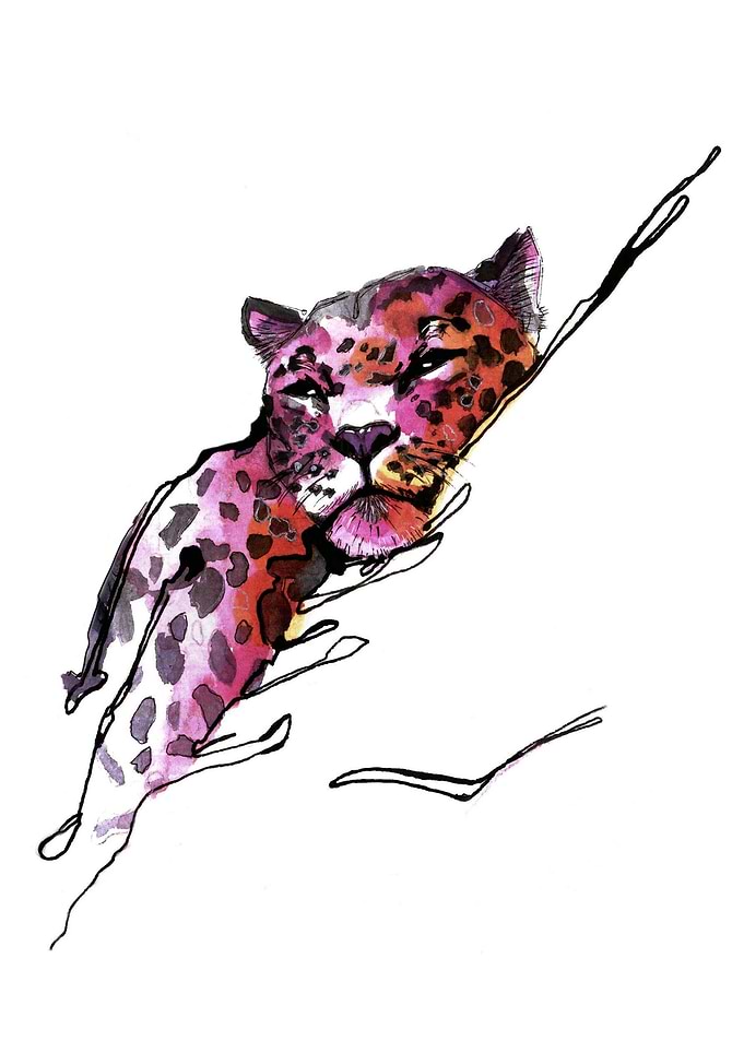 Leopard