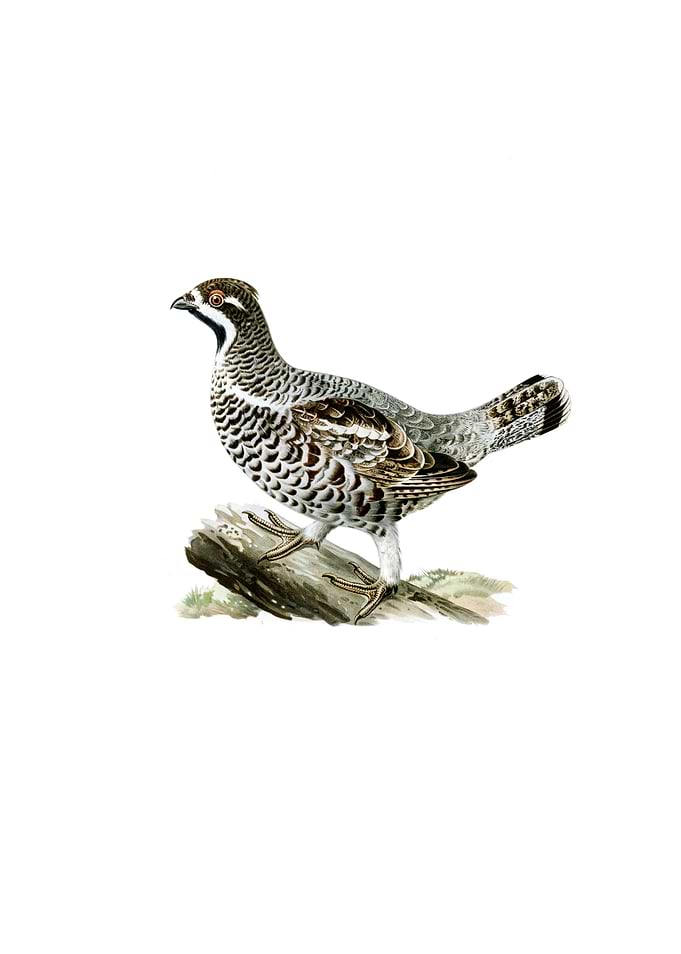 Vintage Hazel Grouse Bird
