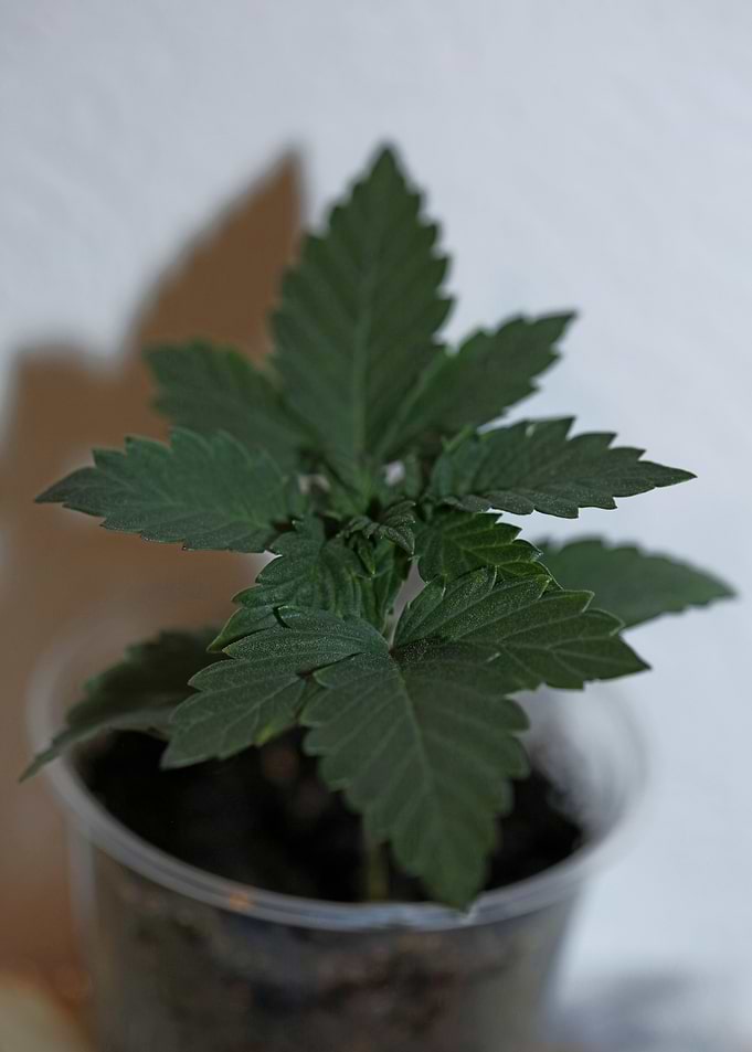 Cannabis plants flowering