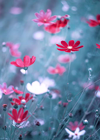 Pink flowers,macro,meadow