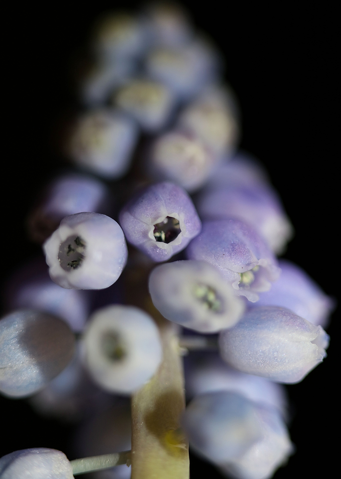 Muscari neglectum flower