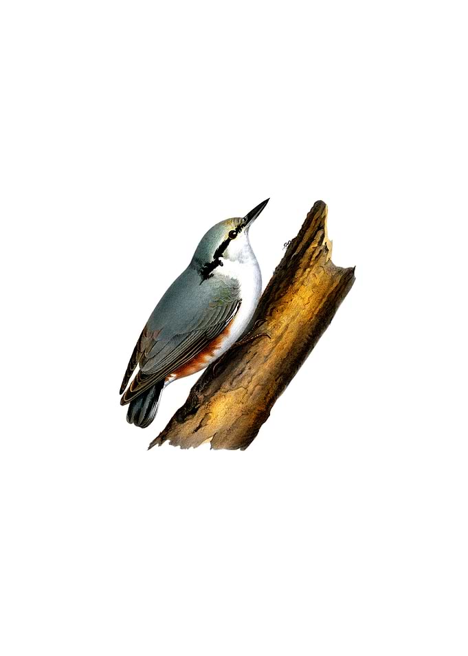 Eurasian Nuthatch Bird