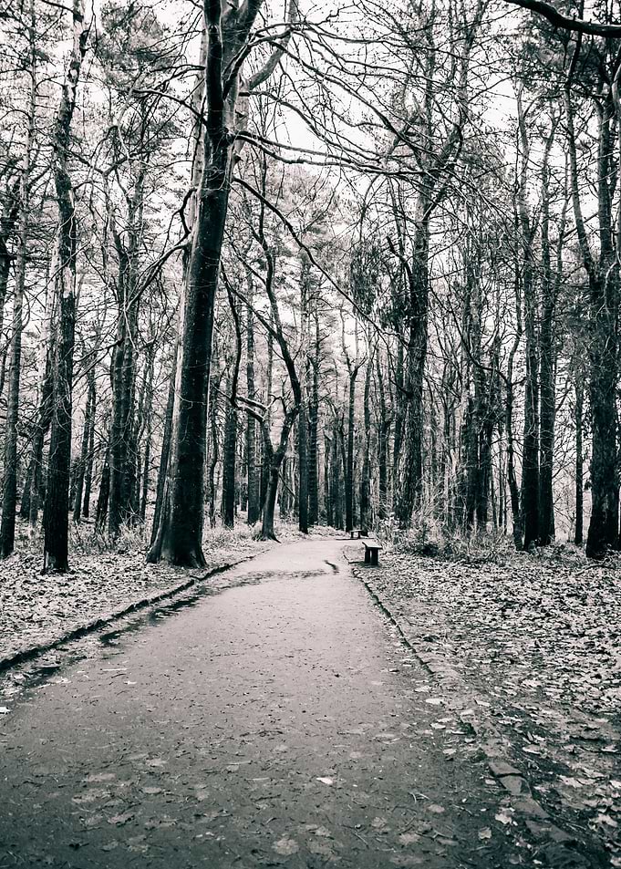 The Woodland Bench