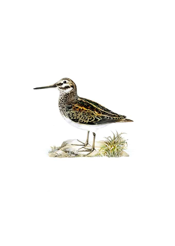 Vintage Jack Snipe Bird