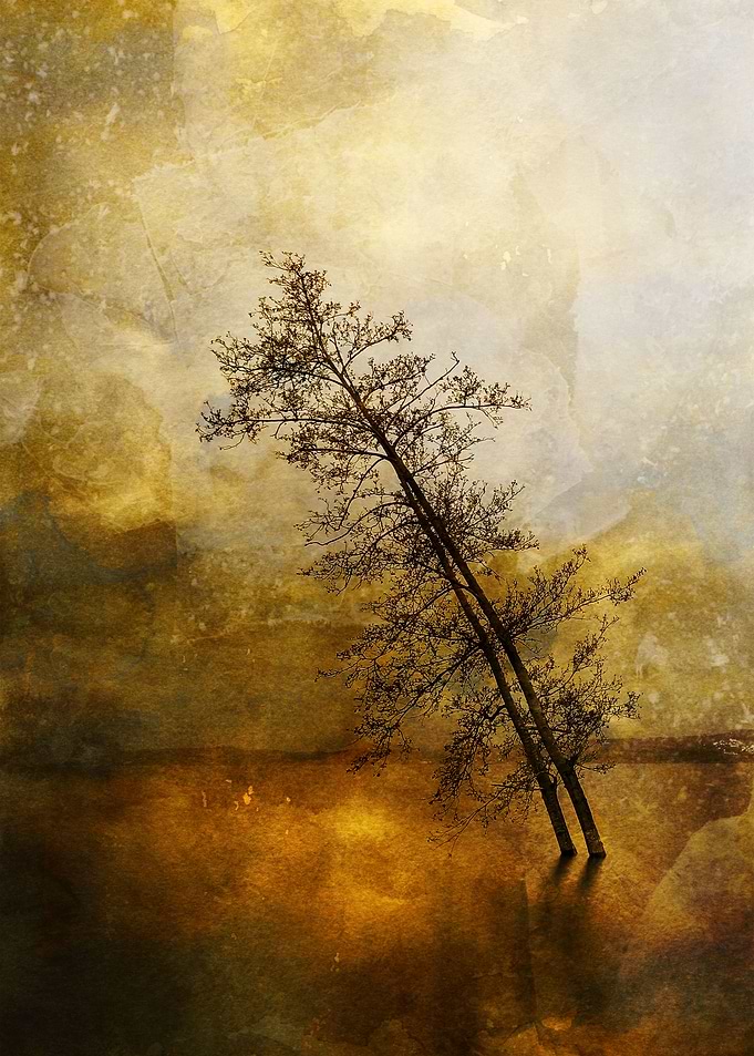 Lonely Tree