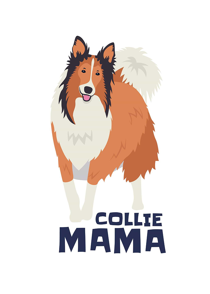 Collie Mama