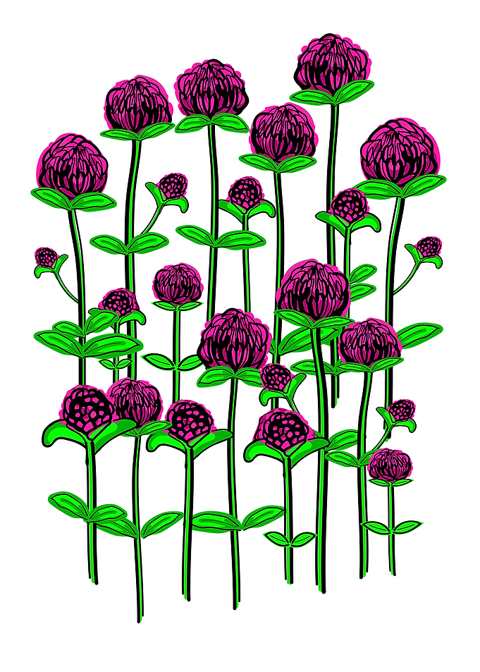 Globe amaranth blossom