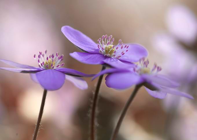 Floral composition