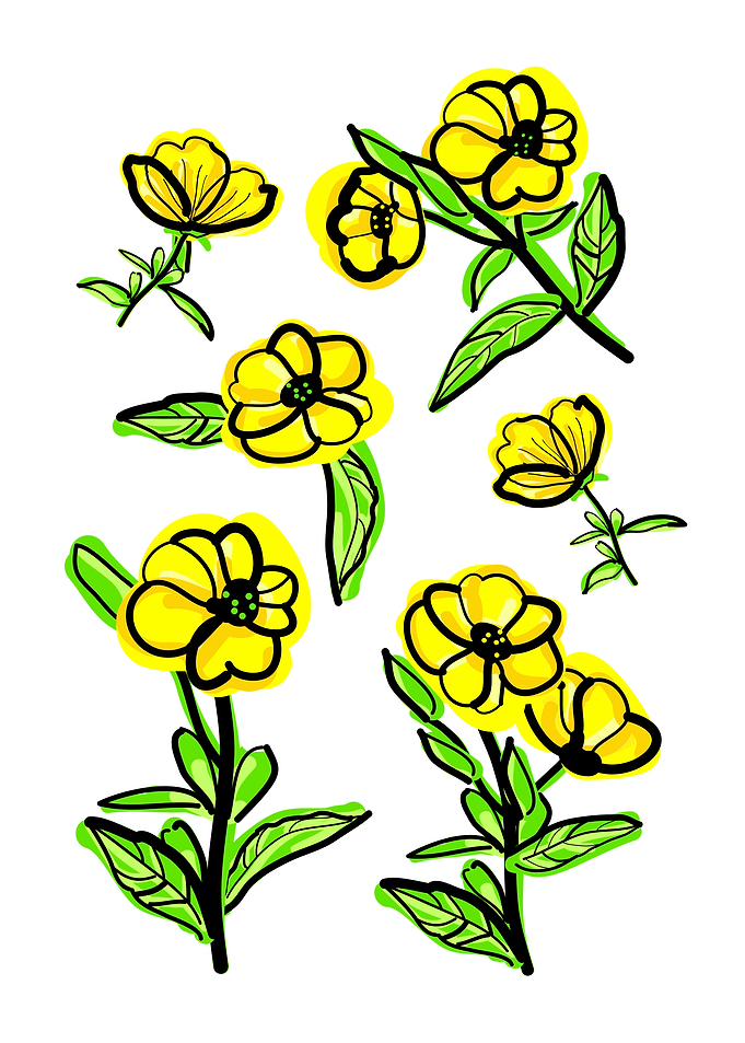 evening primrose in bloom