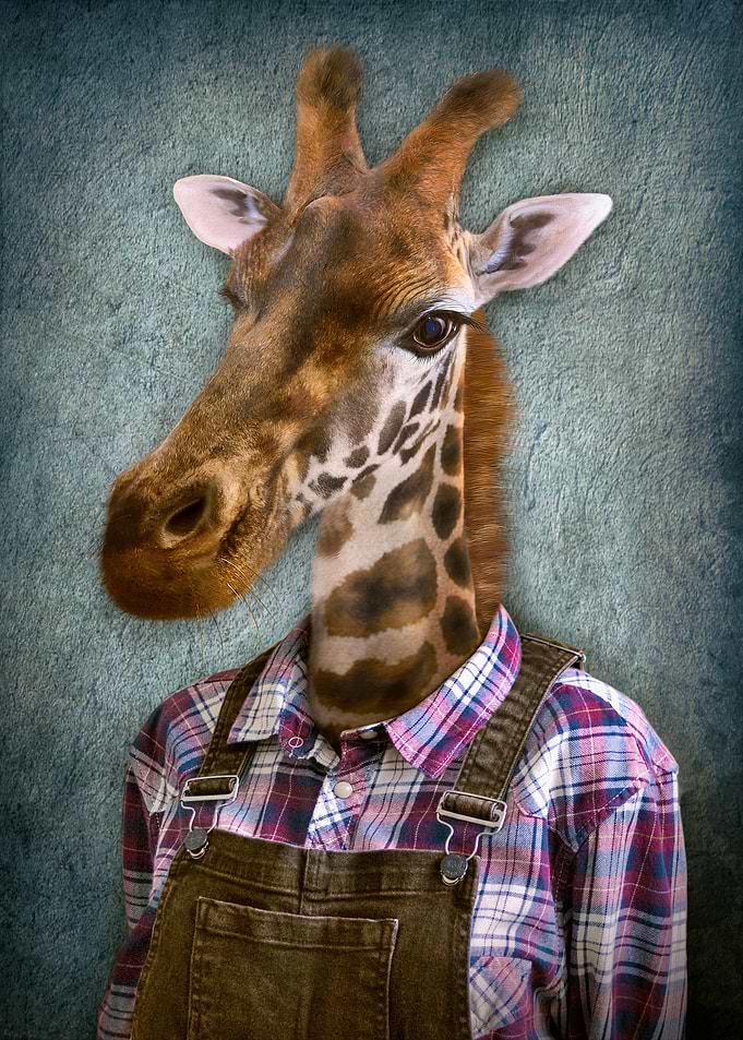 Animals in clothes 3