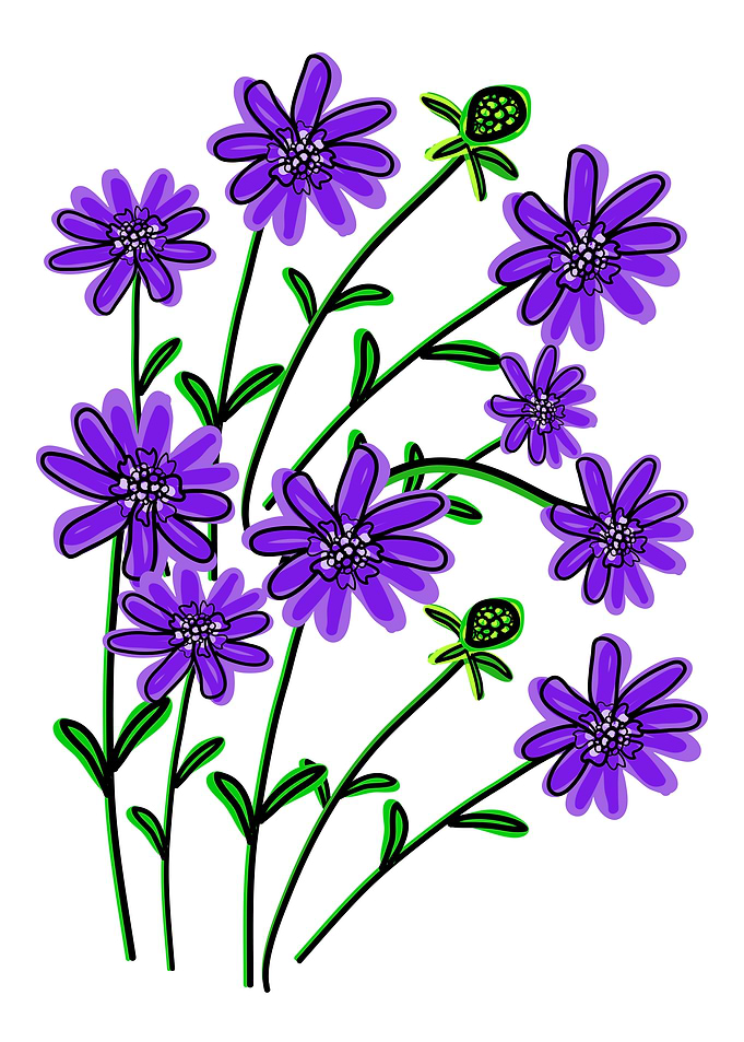 scabiosa blossom