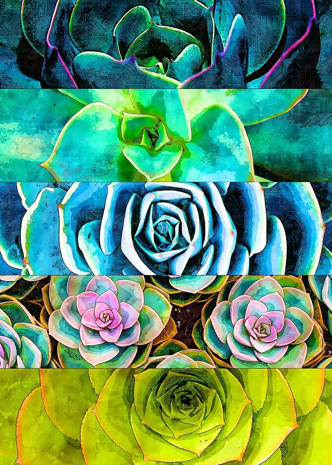 Succulent Art