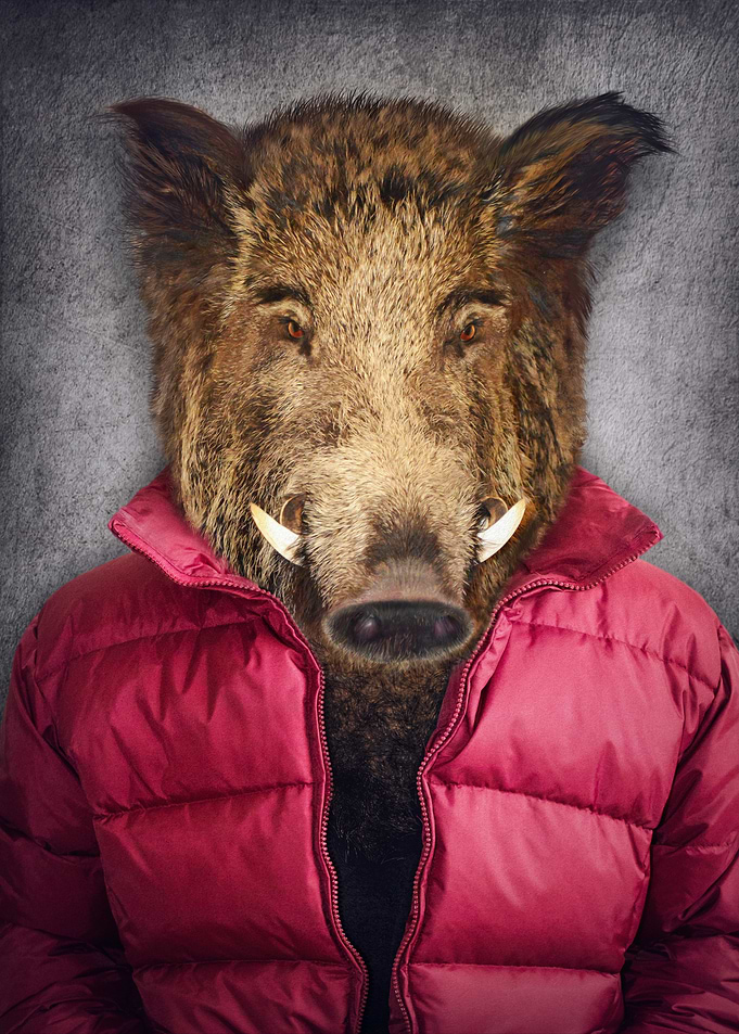 Animals in clothes 2