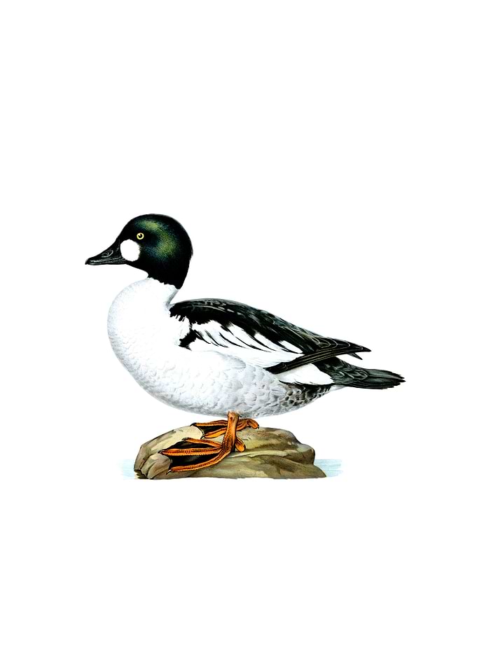 Common Goldeneye Duck Bird