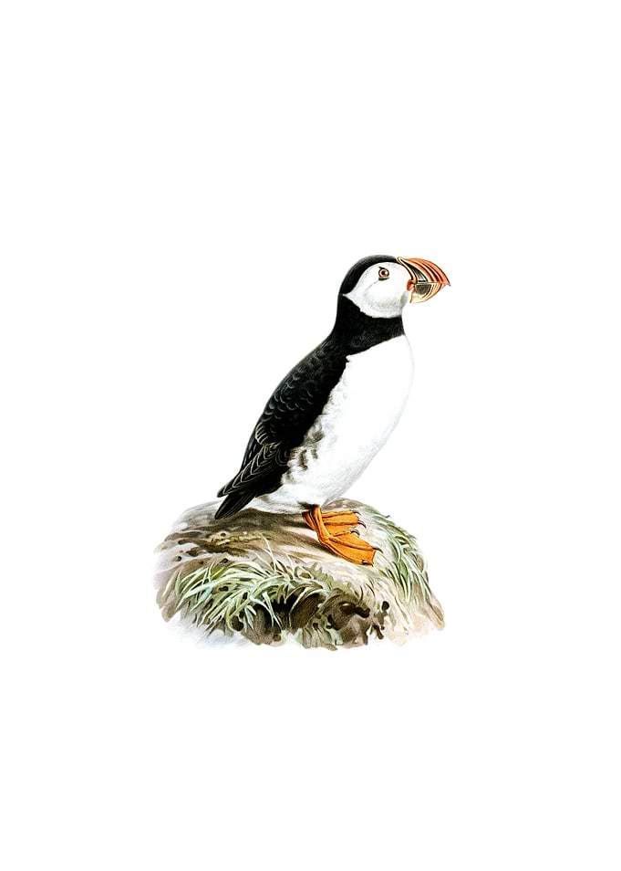 Atlantic Puffin Bird